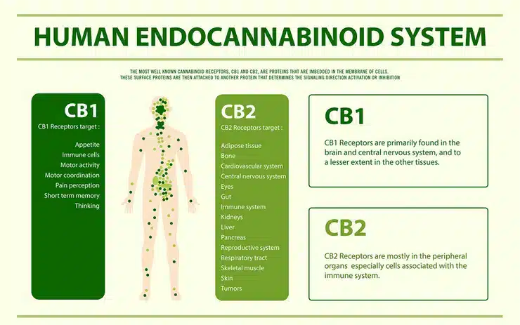 how does cbd work