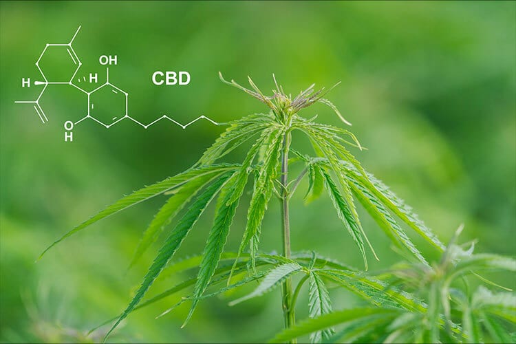 what is cbd